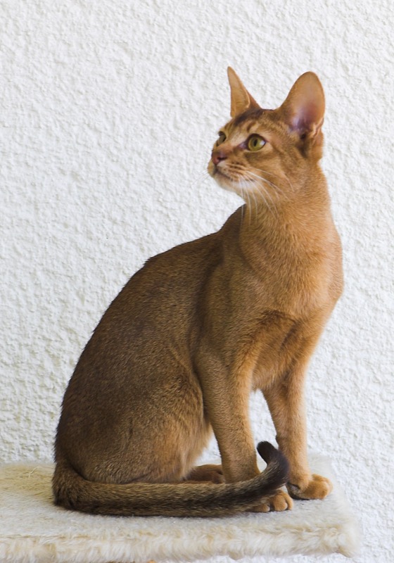 Gato Abisinio — gato