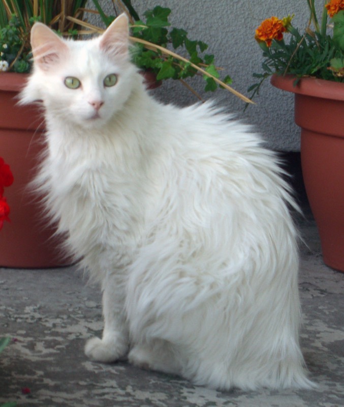 Angora Turco — gato