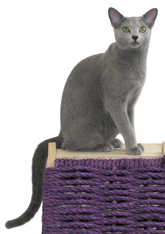 Azul Ruso — gato