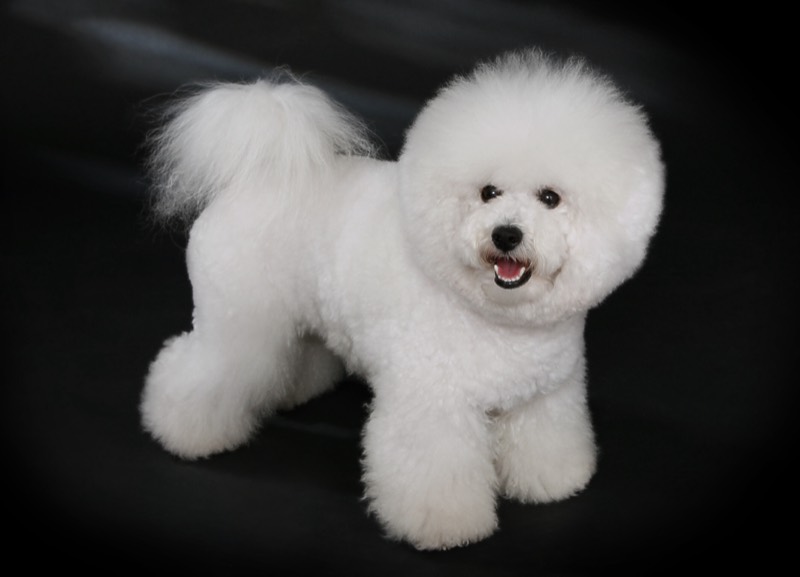 Bichón Frisé — perro