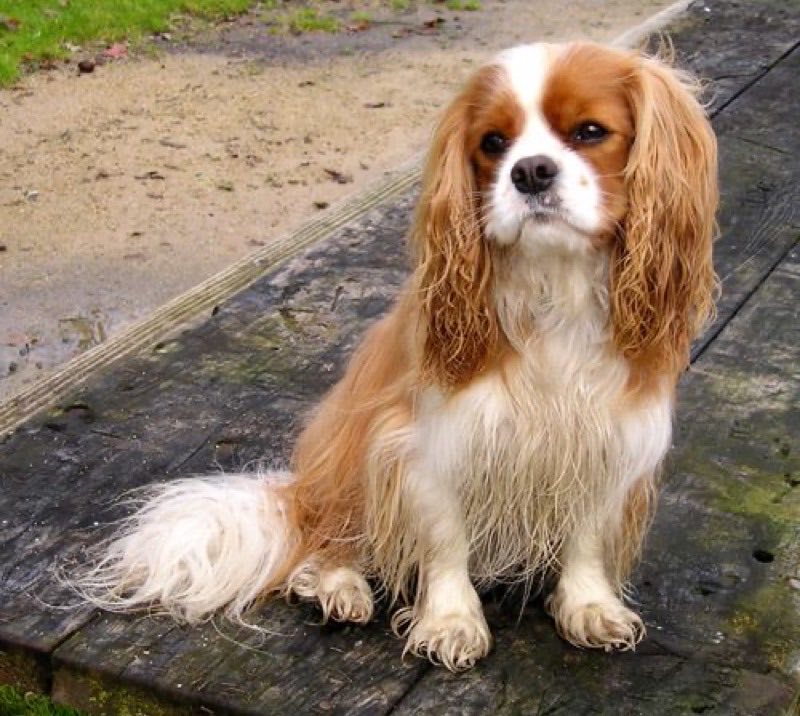 Cavalier King Charles Spaniel — perro