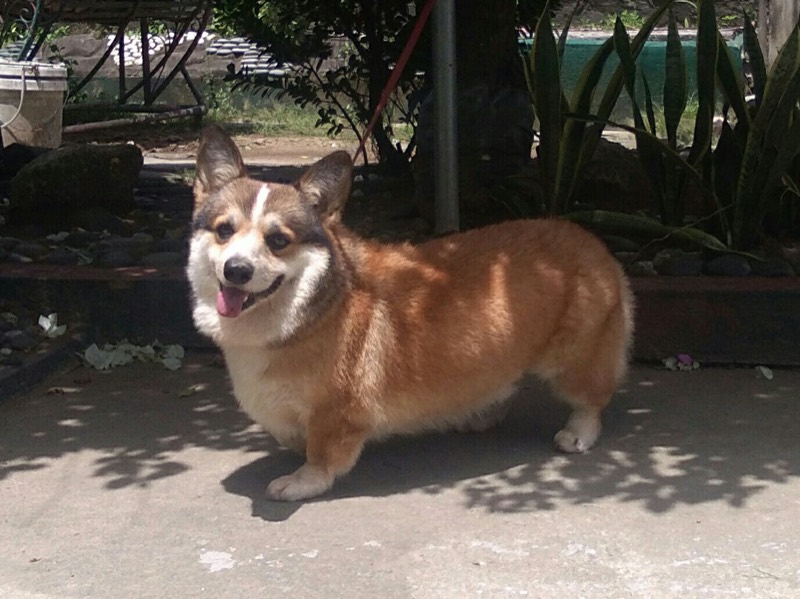 Welsh Corgi Pembroke — perro