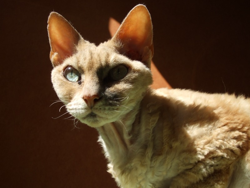 Devon Rex — gato
