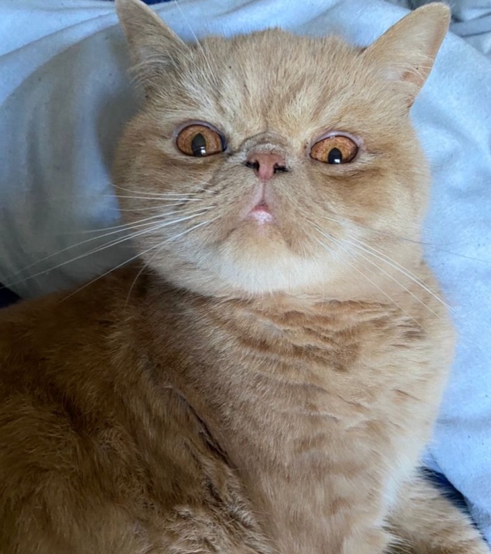 Exótico de Pelo Corto — gato