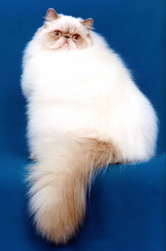 Gato Himalayo — gato