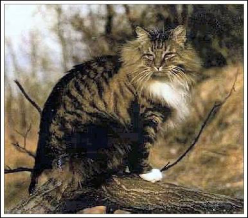 Bosque de Noruega — gato