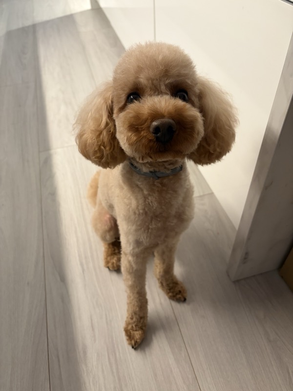 Poodle Toy — perro