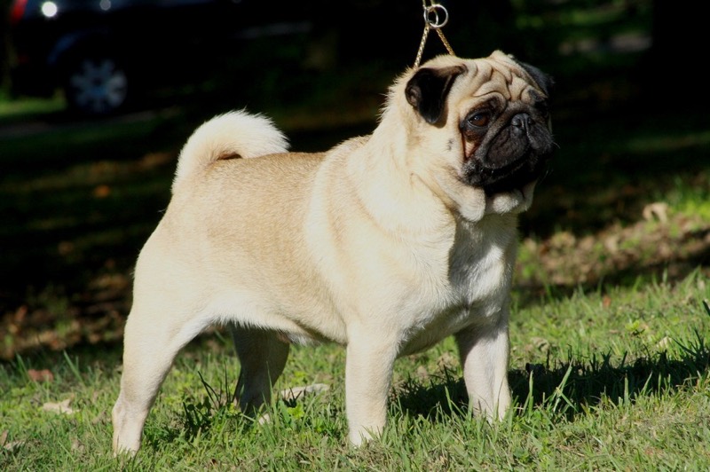 Pug (Carlino) — perro