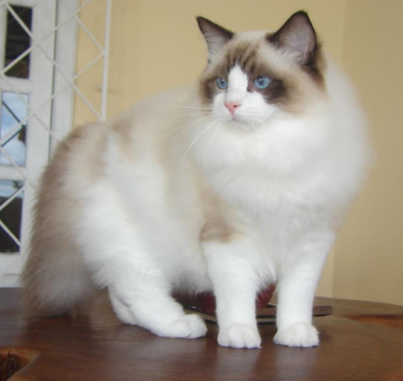 Ragdoll — gato