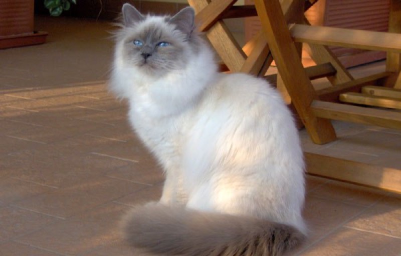 Sagrado de Birmania — gato