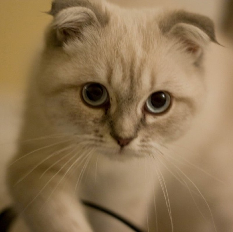 Scottish Fold — gato