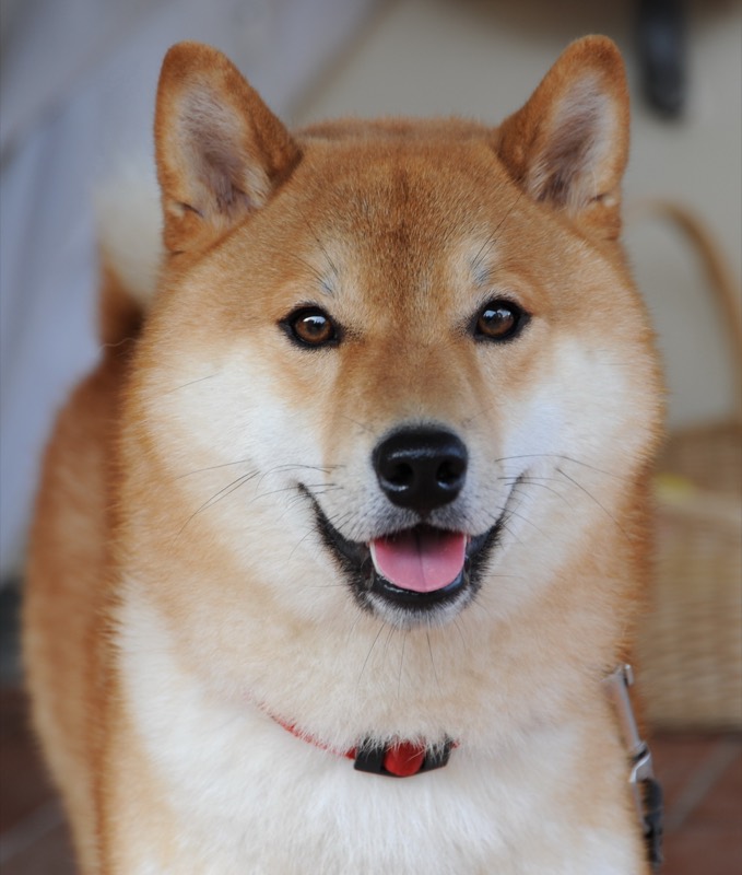 Shiba Inu — perro