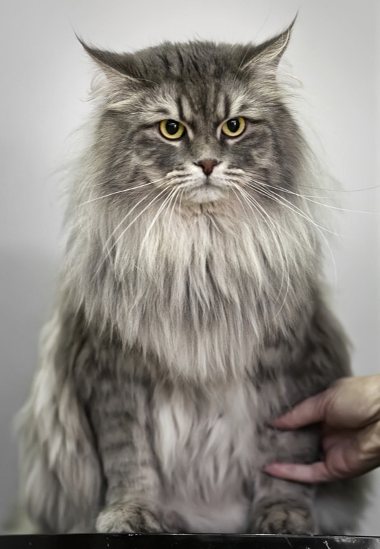 Gato Siberiano — gato