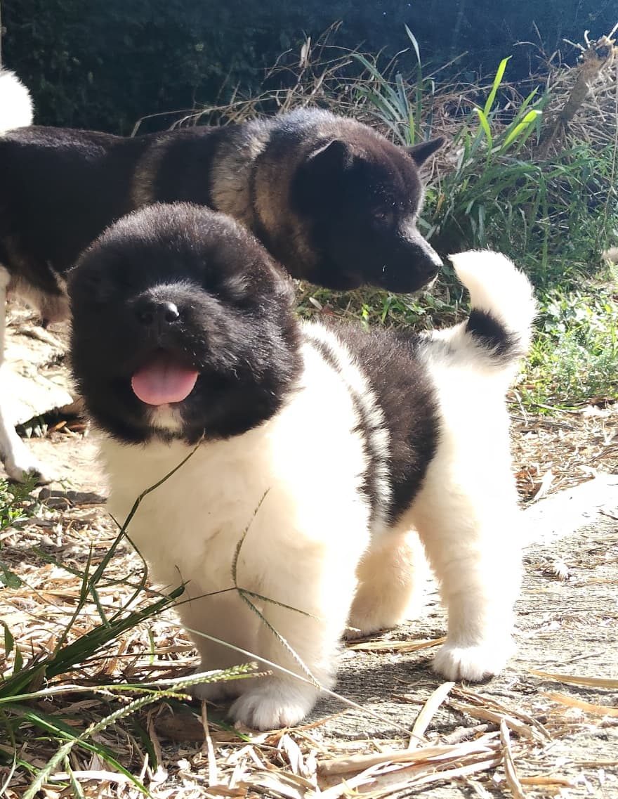 Akita Americano — perro