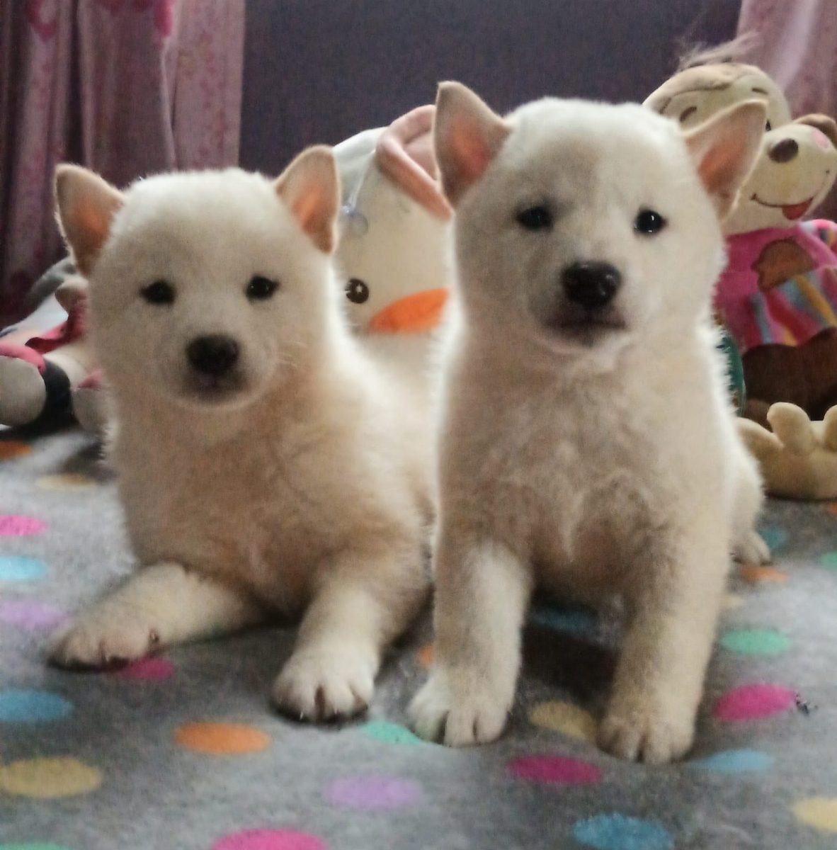 Akita Inu — perro