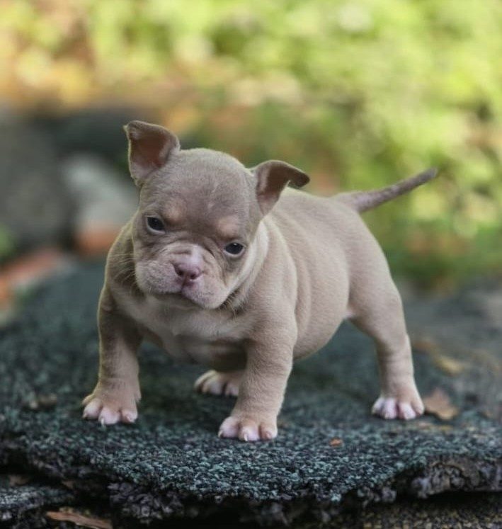 American Bully — perro