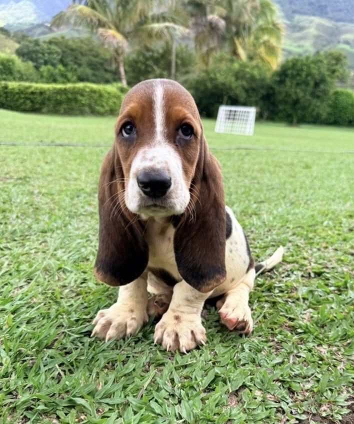 Basset Hound — perro