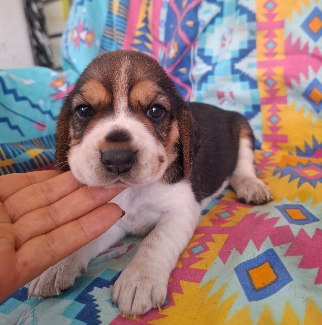 Beagle — perro