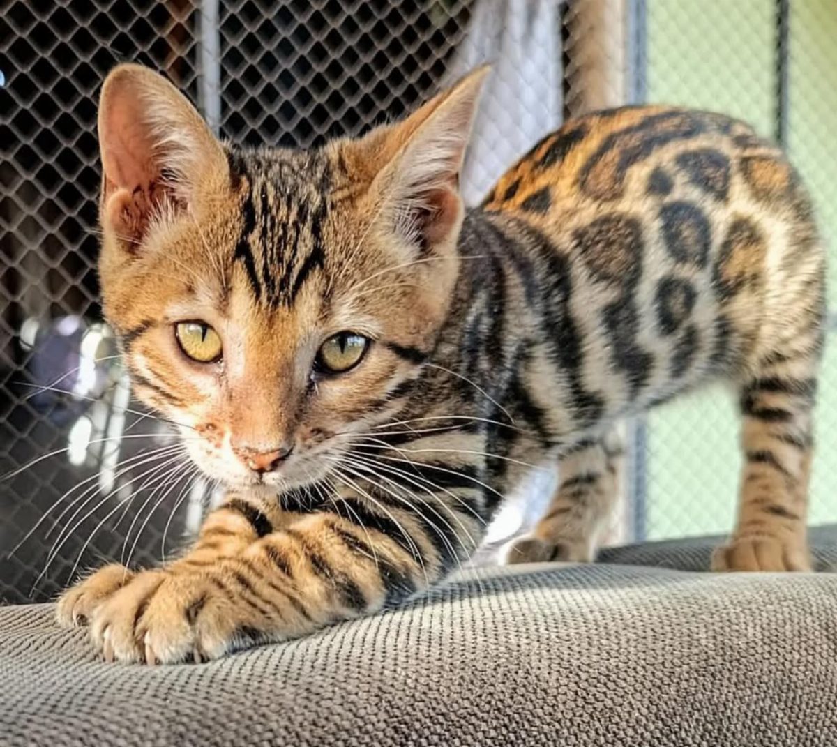 Gato Bengalí — gato