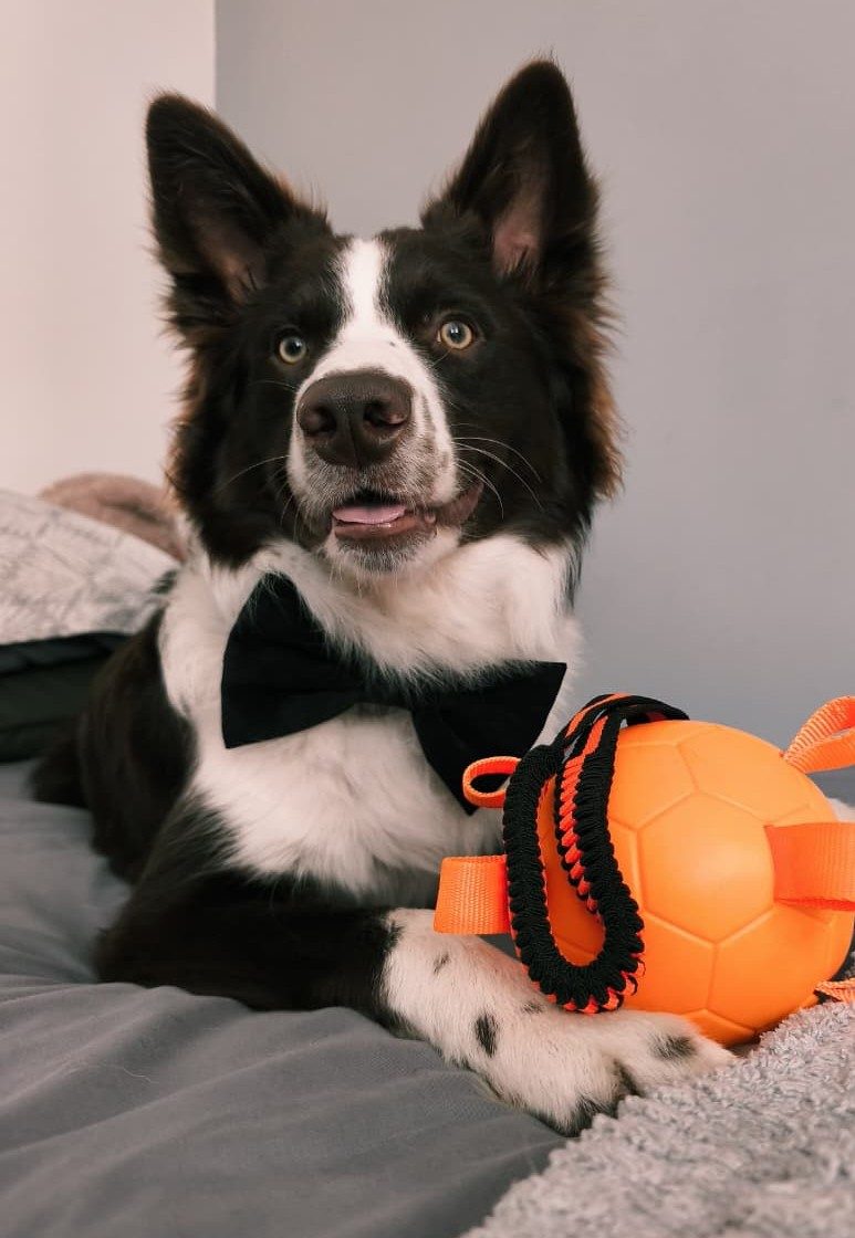 Border Collie — perro