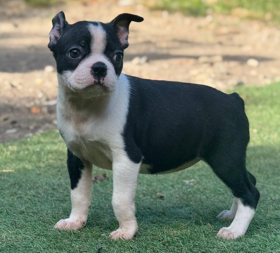 Boston Terrier — perro
