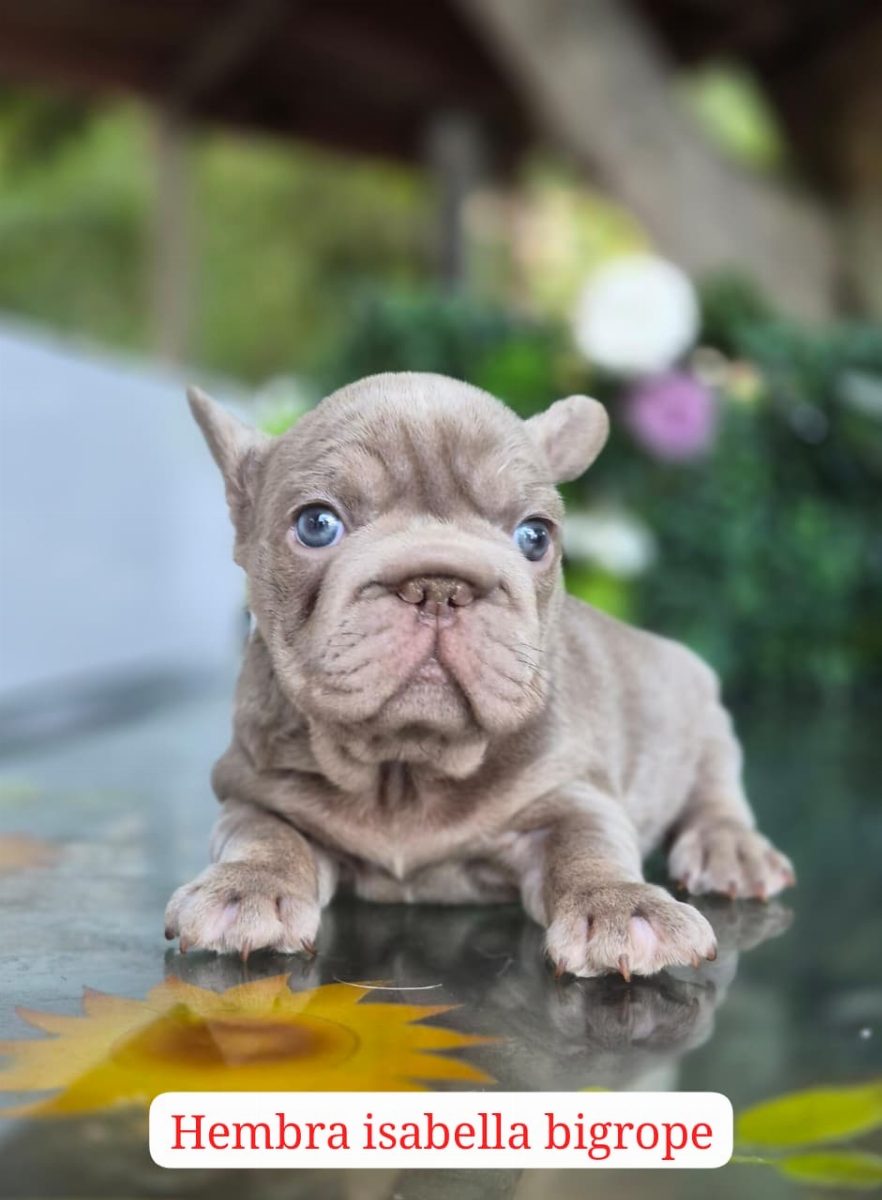 Bulldog Francés