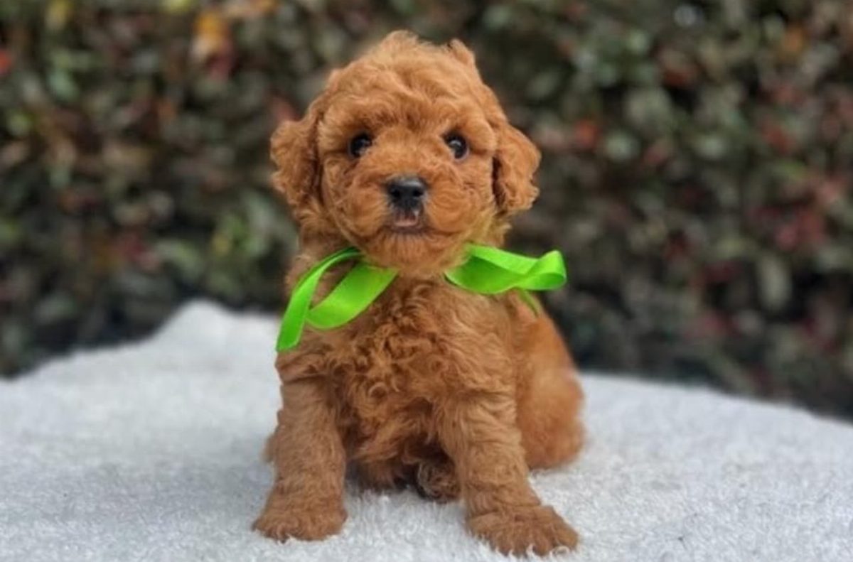 Caniche — perro