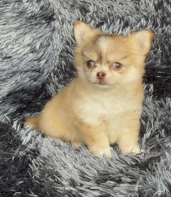 Chihuahua — perro