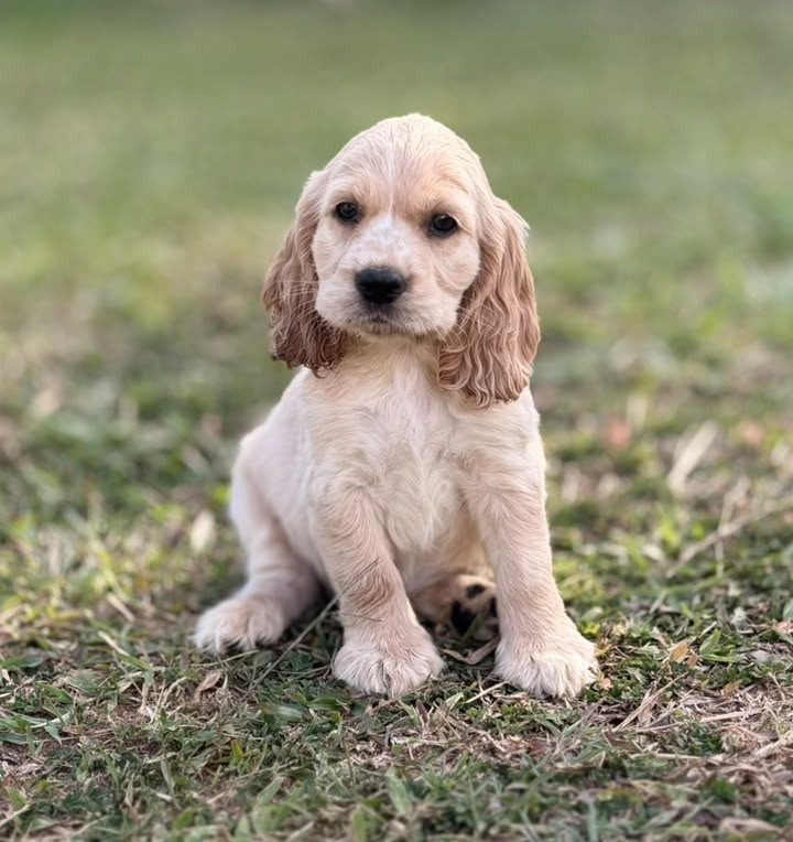Cocker Spaniel Inglés — perro