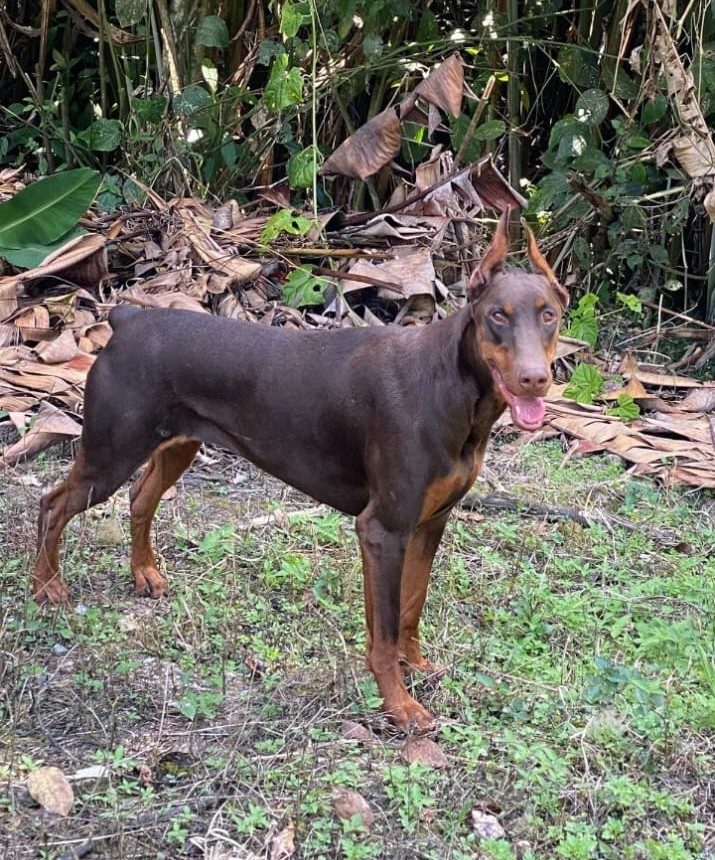 Dobermann — perro