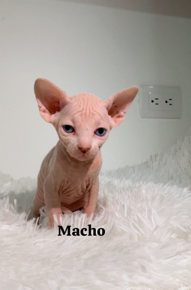 Gato Esfinge (Sphynx) — gato
