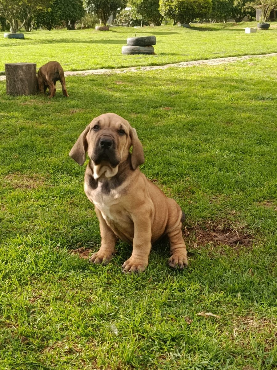 Fila Brasileño — perro