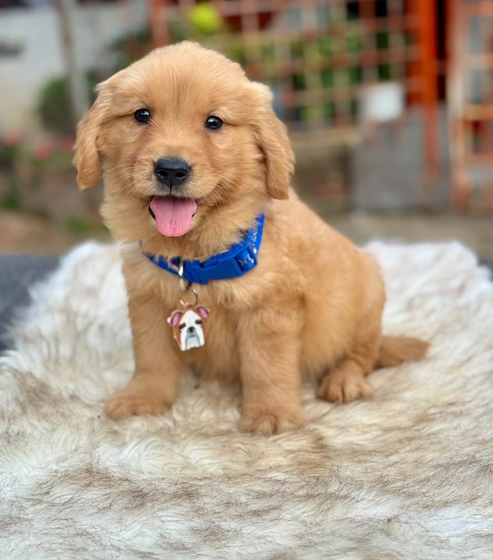 Golden Retriever — perro