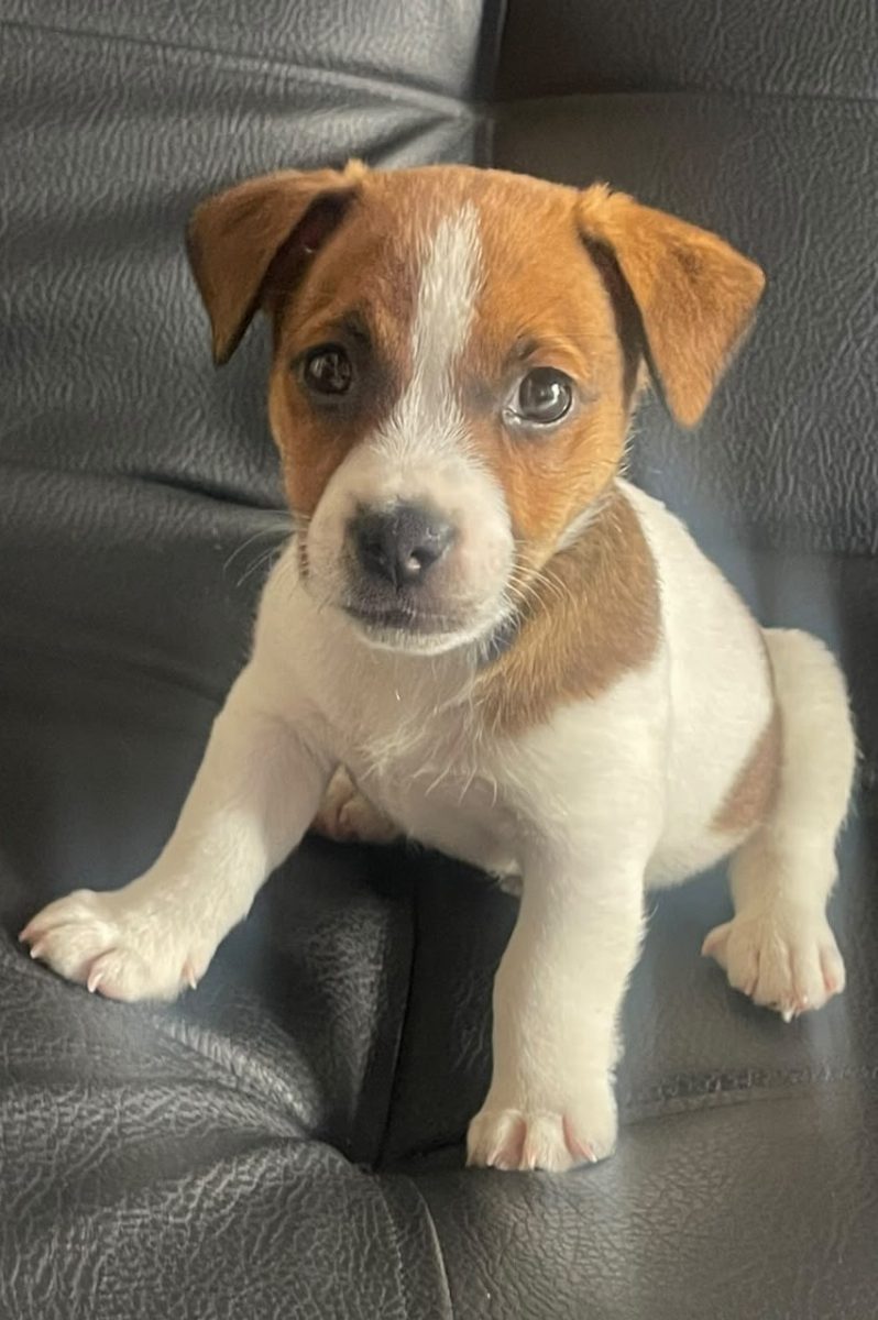 Jack Russell Terrier — perro