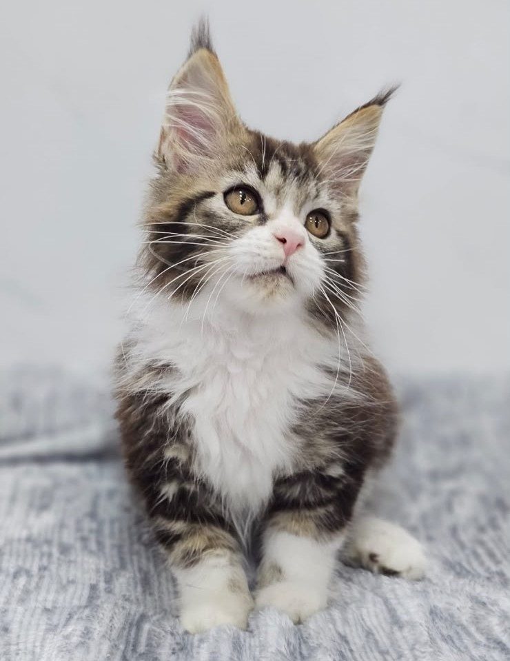 Maine Coon — gato