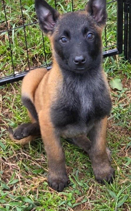 Pastor Belga Malinois — perro