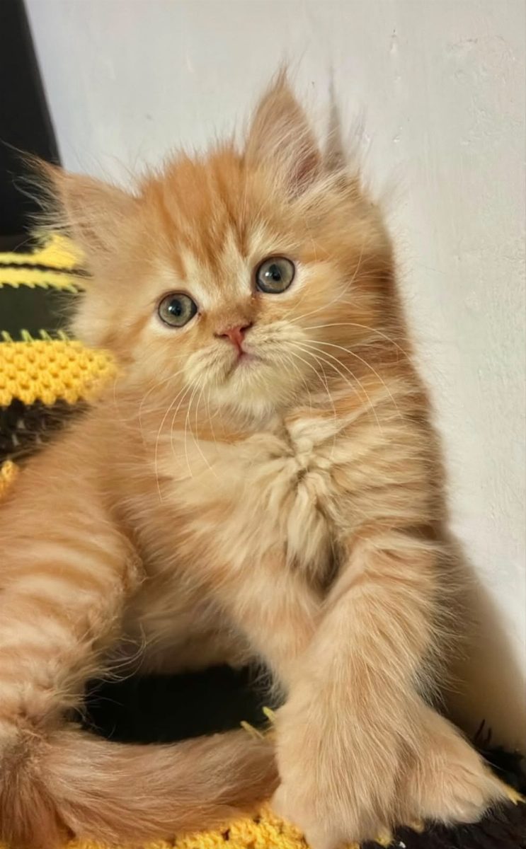 Gato Persa