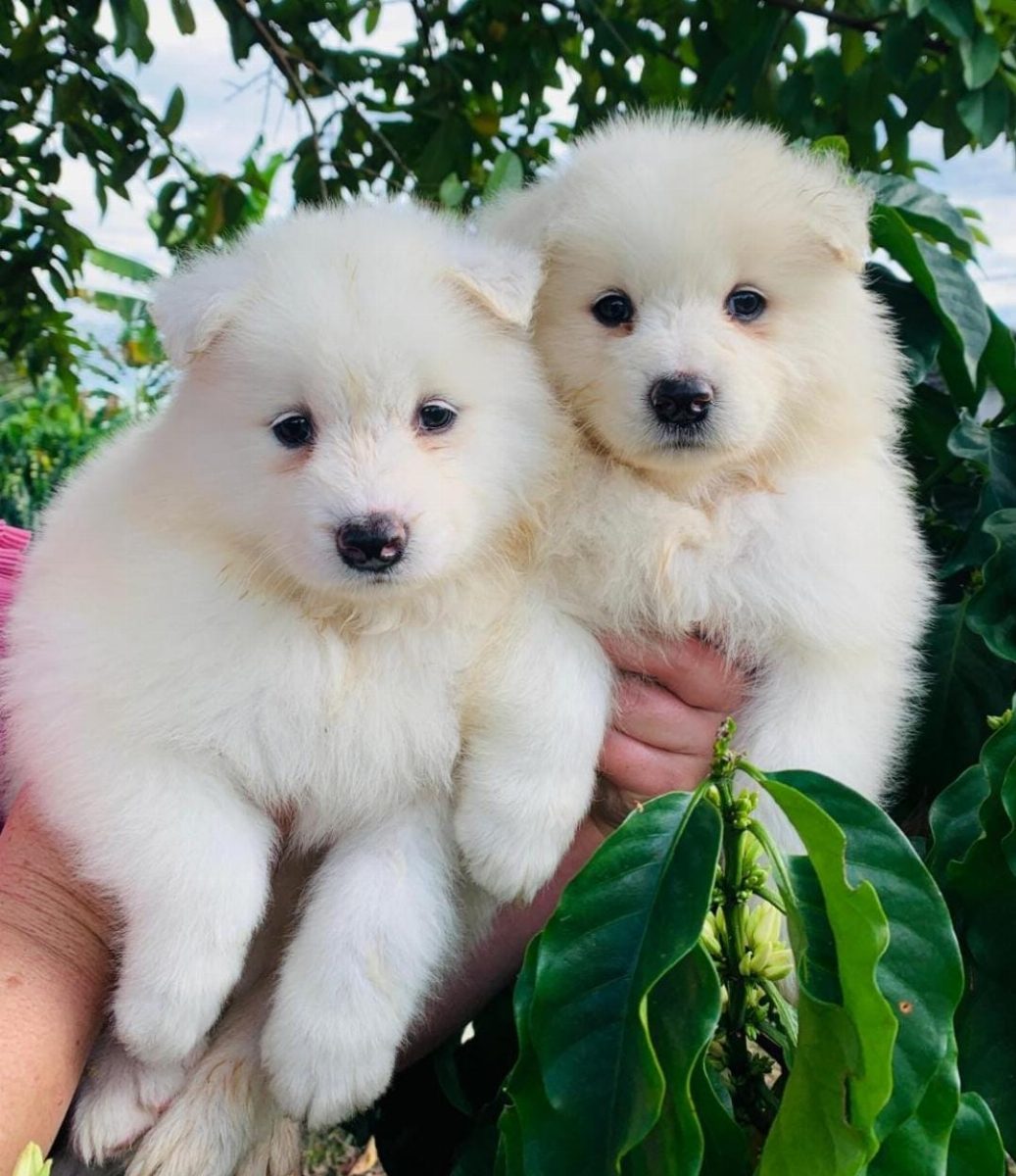 Samoyedo — perro