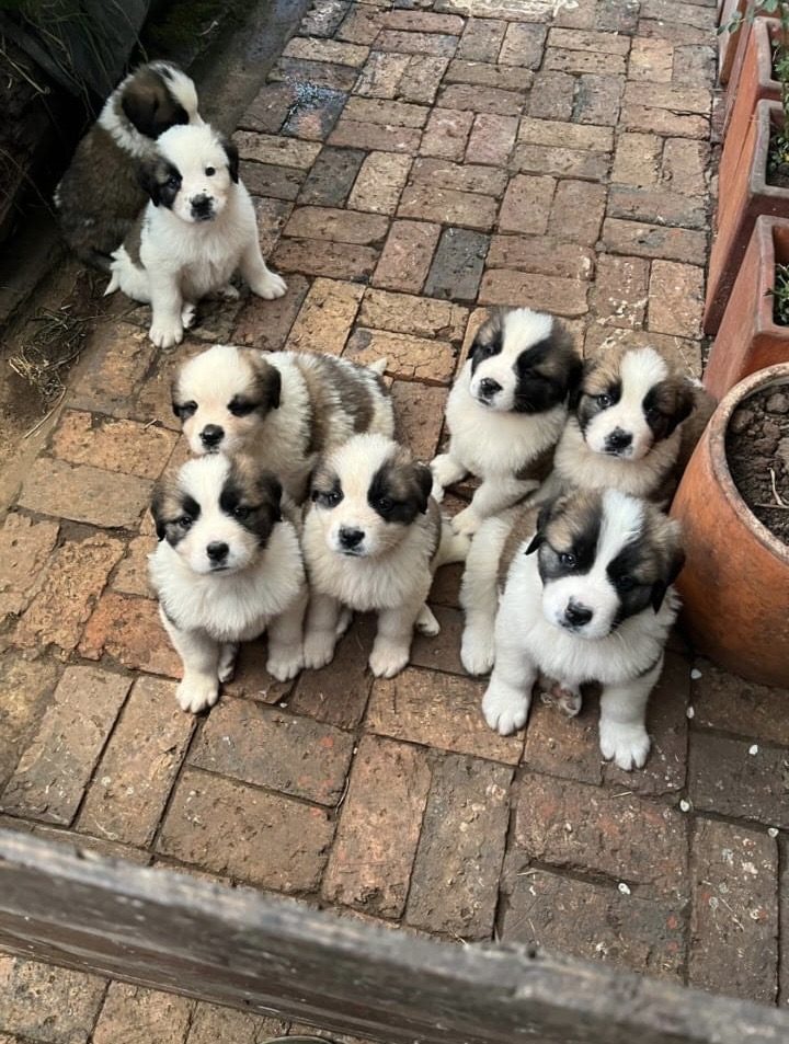San Bernardo — perro
