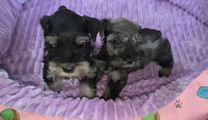 Schnauzer Miniatura — perro