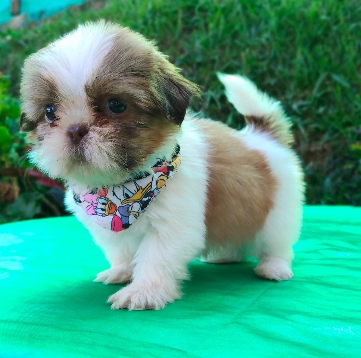 Shih Tzu — perro