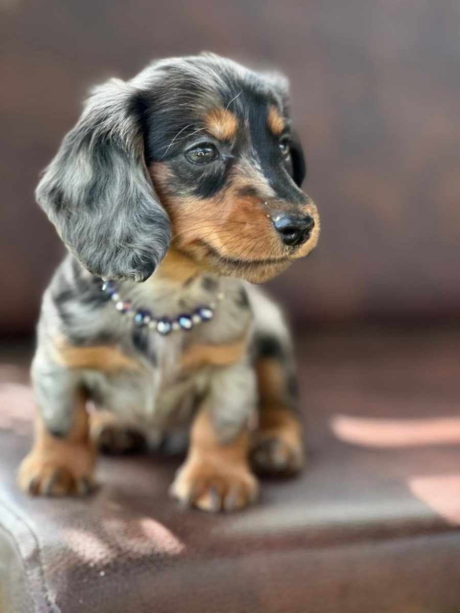 Teckel Pelo largo — perro
