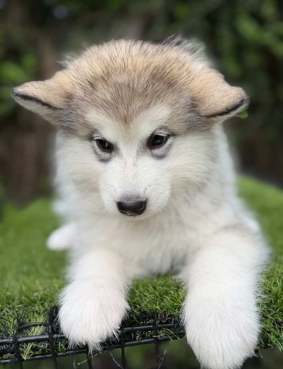 Alaka  Malamute — perro